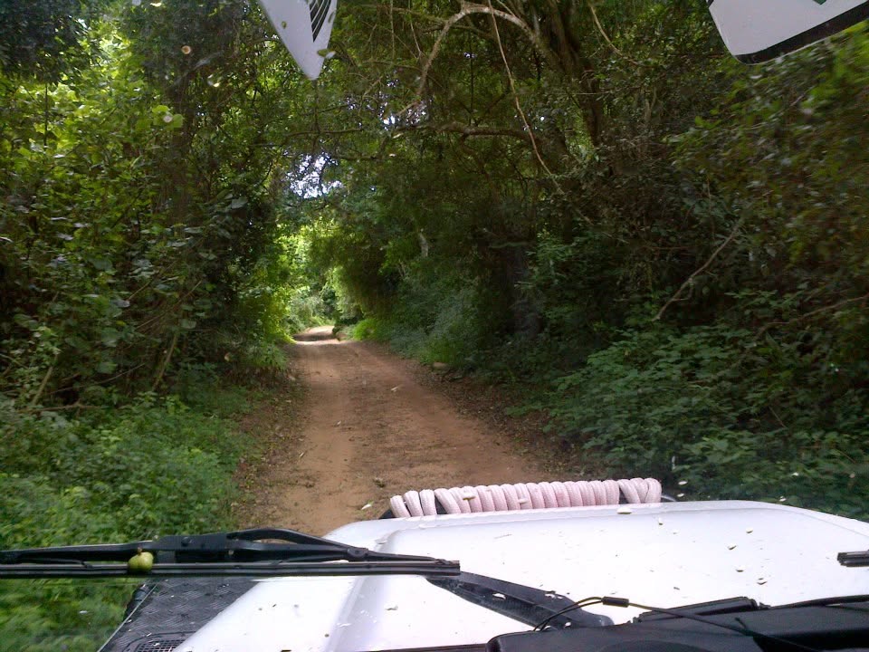 Forest track driving to Mapelane