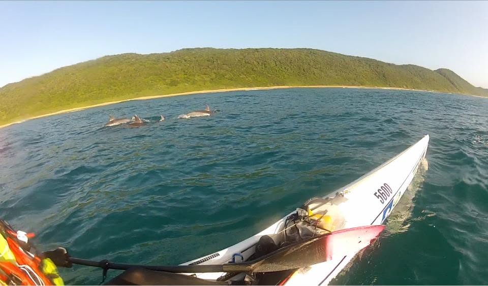 Dolphins off the Maputaland coast