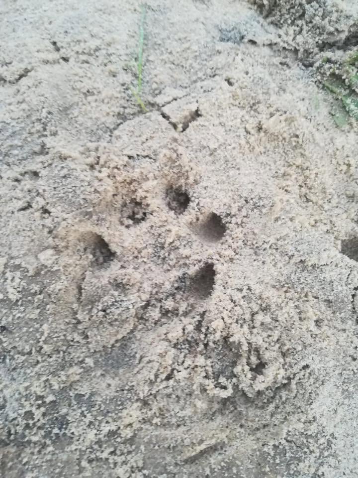 An otter track in the sand near the campsite